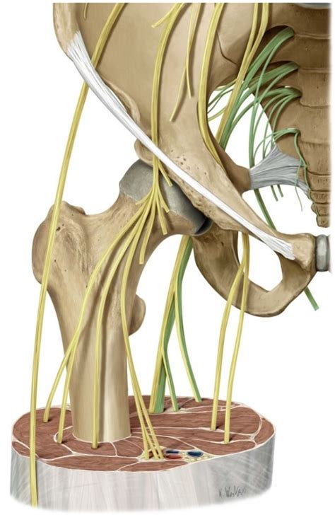 Module 3: Lumbosacral Nerves Part 1 Diagram | Quizlet