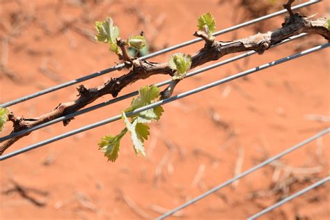 grape growing pruning  watching  sky   legislature