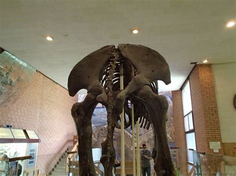Russia: Moscow: The Orlov Museum of Paleontology // AndyNet Gallery