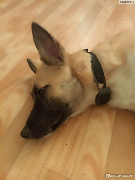 Электронный ошейник Антилай Petainer PET852 - «Двоякое впечатление ...