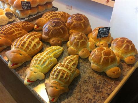 animal breads turtles  crocodiles