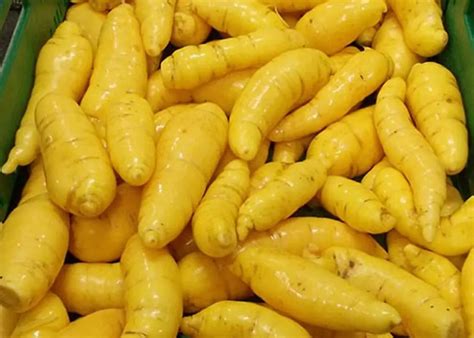 O Que E Batata Baroa - Receitas Com Batata Baroa Mandioquinha - Receitas Saborosas 💕