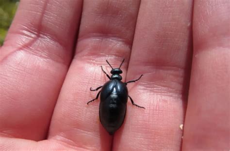The Rumi Tankian Madatyan Beetle A Rare And Elusive Arachnid Species