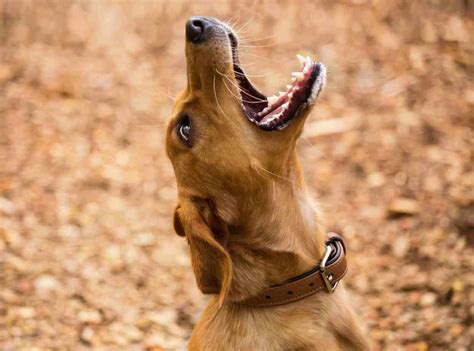 What Does An Aggressive Dog Look Like 