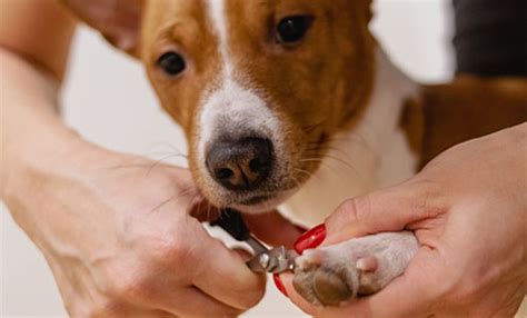 how much is it to get dogs nails cut