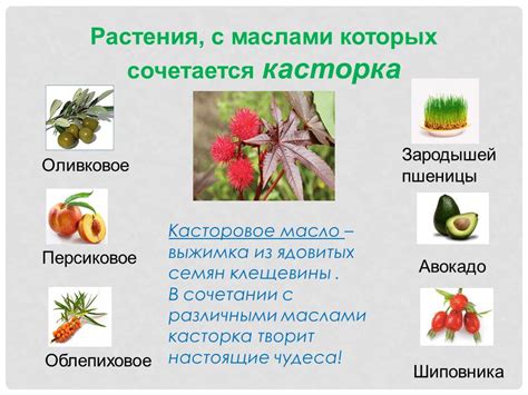 Касторовое масло для бровей