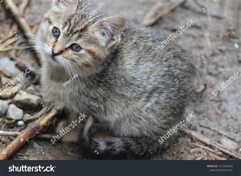 pussycat house stock photo  shutterstock