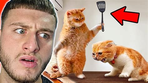 kafshet  qesharake ne internet youtube