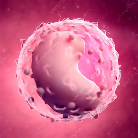 Lymphocyte - Stock Image - F015/7875 - Science Photo Library
