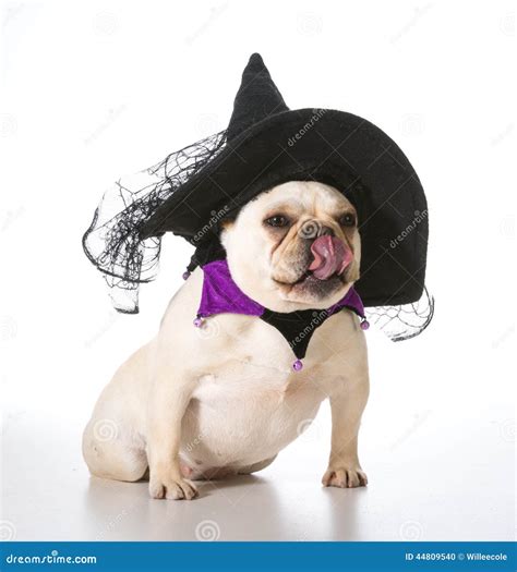 Dog dressed as a witch stock photo. Image of humanize - 44809540