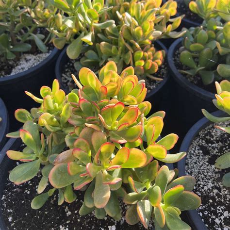 Crassula Ovata Hummel Sunset/Golden Jade Plant Cuttings – Thenextgardener