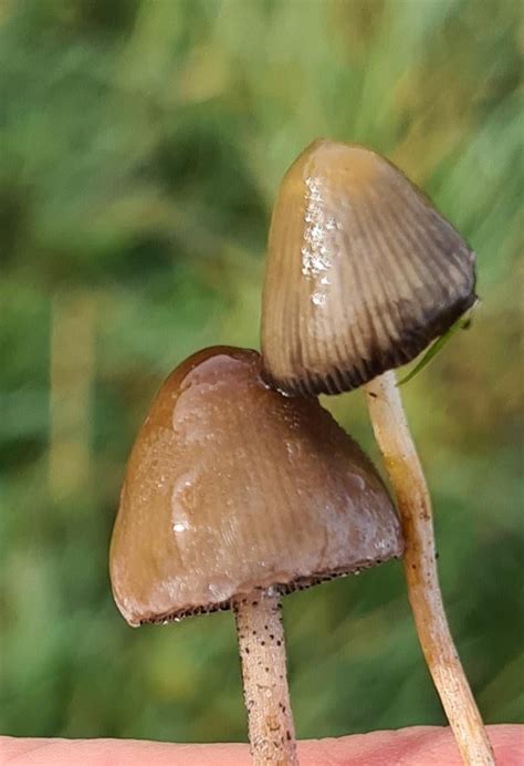 pans  libs  quick guide  spotting  difference rsemilanceata