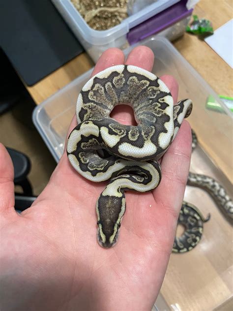 GHI lesser, and possibly spider? - Ball Pythons - MorphMarket Reptile