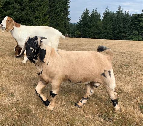 Buck Naked Boer Goats