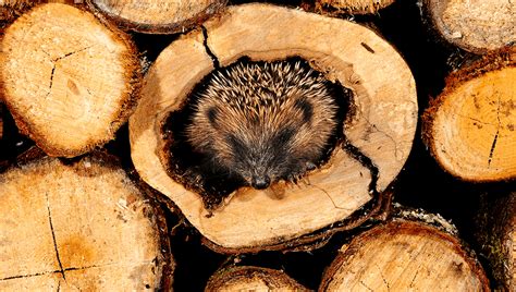 creating  log piles   garden  good  wildlife