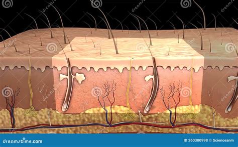 skin   largest organ   body  covers  body  entire