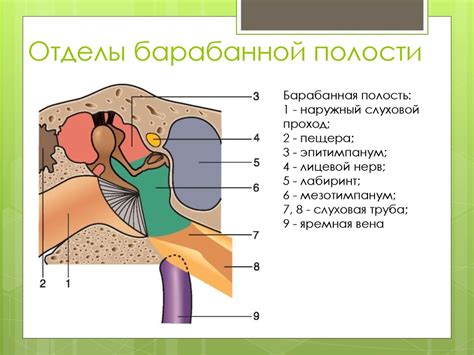 Анатомия и физиология наружного, среднего и внутреннего уха ...