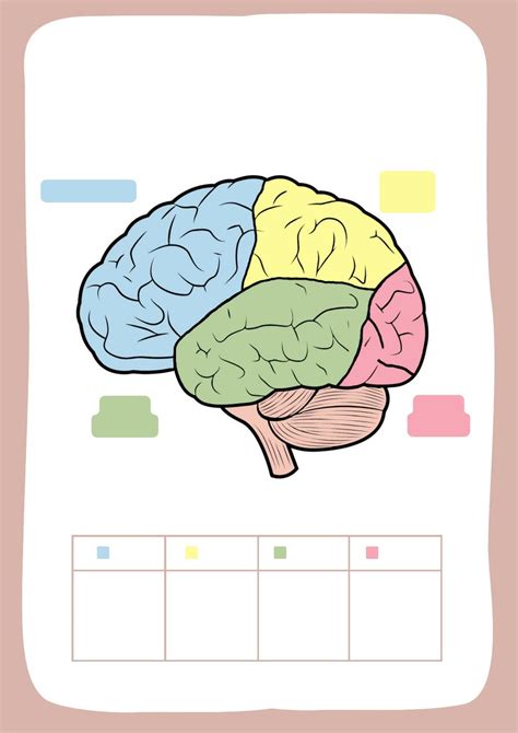 Sistema nervioso central – Artofit 