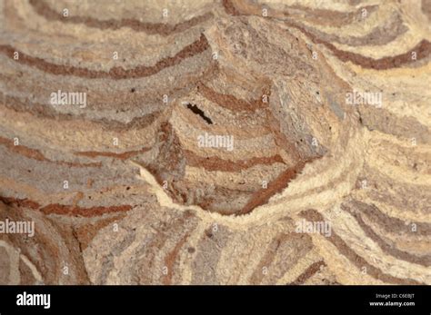 Nest of Common wasp (Vespula vulgaris Stock Photo - Alamy