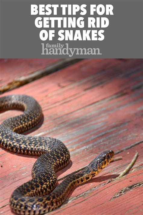 4 Sneaky Ways To Evict Those Unwelcome Black Snakes