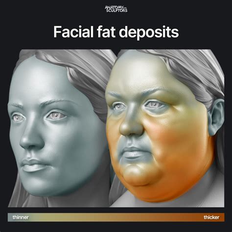 Anatomy For Sculptors - Facial fat deposits