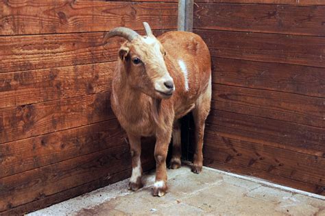Sikio : Help Animals