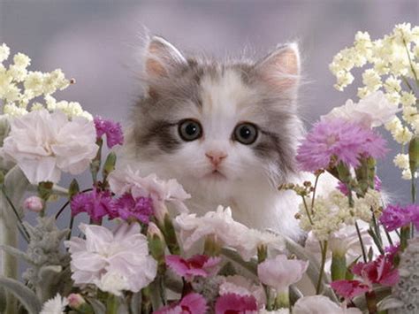 30 фото забавных котят, от которых невозможно оторваться • 24pixelnews.com