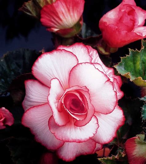 Купить семена Бегония Begonia Camelia Flora в Москве: доставка семян по ...