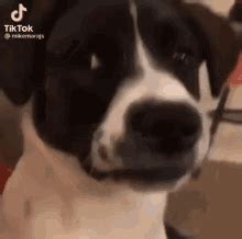 Dog Side GIF - Dog Side Eye - Discover & Share GIFs
