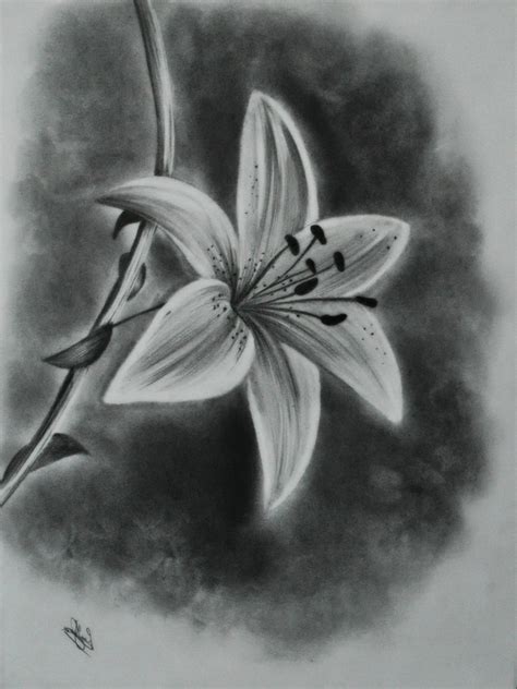charcoal flower drawing  paintingvalleycom explore collection