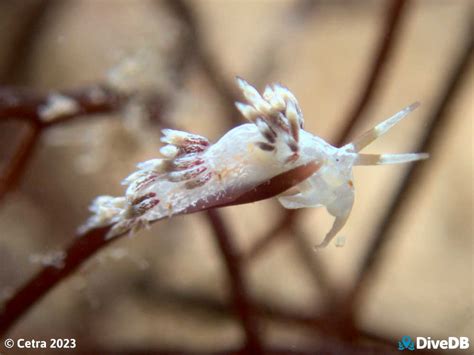 DiveDB - Wallaroo Jetty