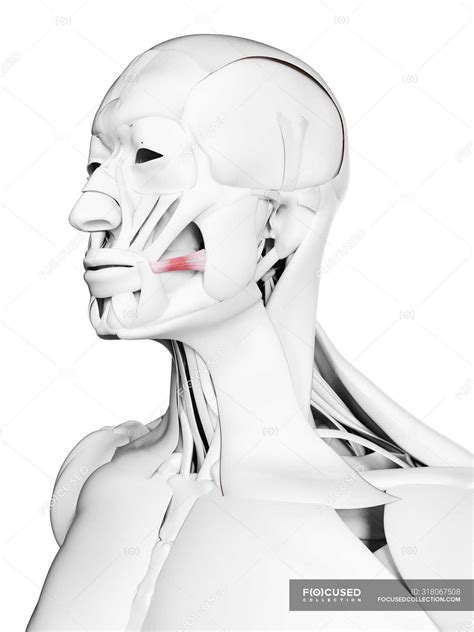 Male anatomy showing Risorius muscle, computer illustration. — man ...