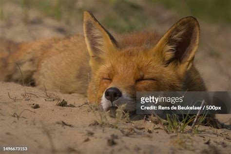 10,329 Sweet Fox Stock Photos, High-Res Pictures, and Images - Getty Images