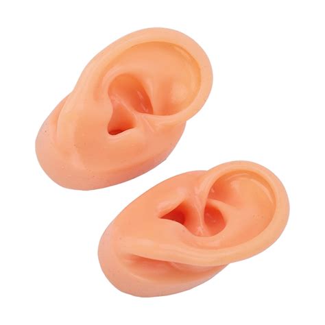 zaqw teaching ear modelhuman  ear modelsilicone ear model human