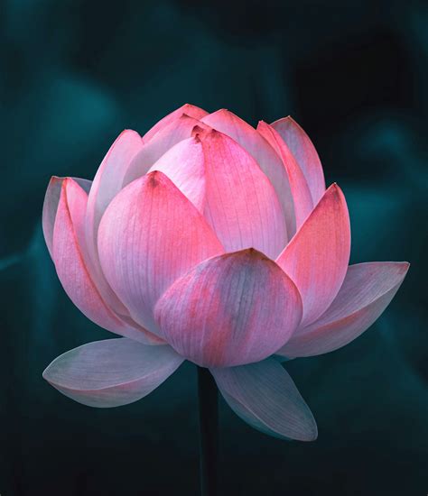 100+ Lotus Flower Pictures | Download Free Images on Unsplash