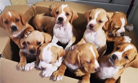 The UK KC Breed Standard – The Portuguese Pointer Club UK