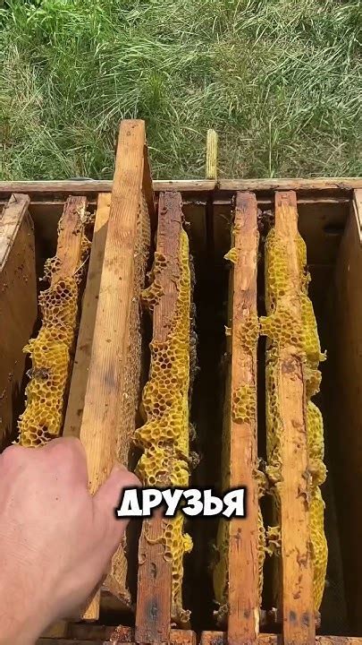 Пересаживаю пчело семью в большой улей #пасека #мед #пчеловодство # ...