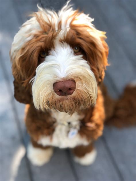 Australian Labradoodle Parents | Silver Creek Doodles