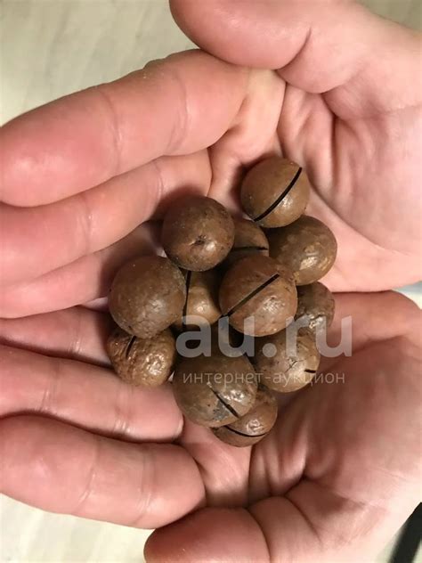 Скорлупа ореха макадамия — купить в Красноярске. Приправы, специи на ...