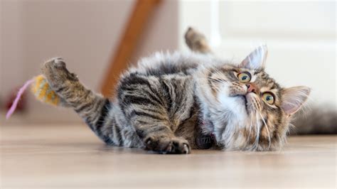 Surprised Cat on the floor image - Free stock photo - Public Domain ... 