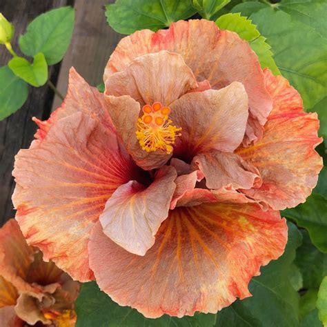 Cajun Hibiscus - Volcanic Eruption – Panhandle Palm & Rock