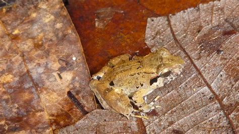This tiny ‘leaf-nester’ is the smallest known fanged frog | Popular Science