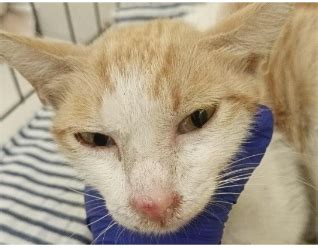 kenali penyakit feline calicivirus fcv  kucing fakultas