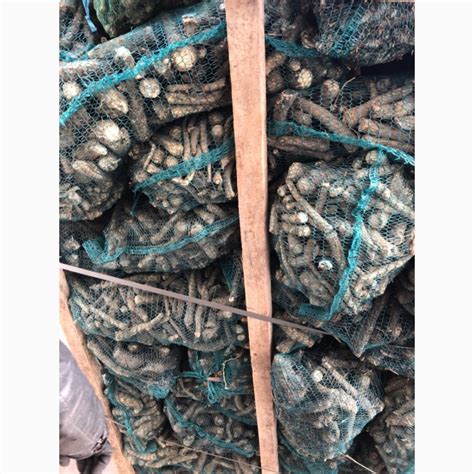 Продам корінь хрону, купити корінь хрону — Agro-Ukraine