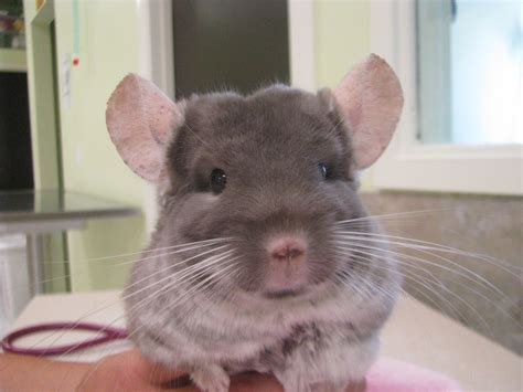 are chinchillas good pets 7
