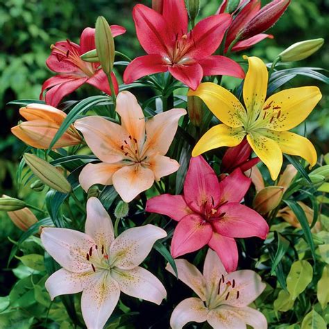 green world lily flowers rs  piece shri chandra enterprises id