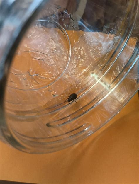 Small Black Beetle? : r/whatsthisbug
