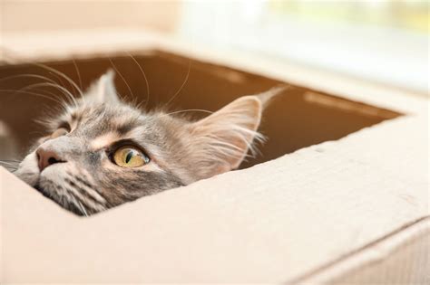 O Que Significa Sonhar Com Gato Morto - Sonhar com gato morto: saiba o que significa!