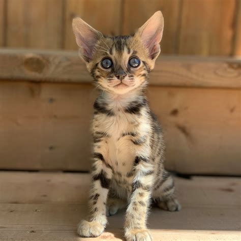 Magical atmosphere🎄 SafariPride cattery #сервал #pets #serval #