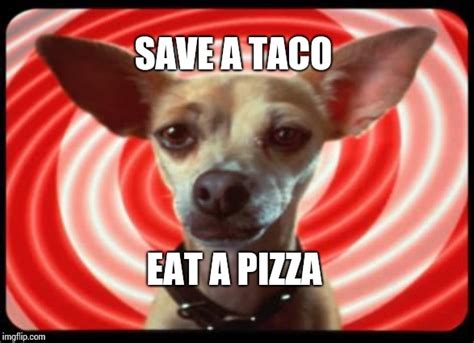 taco bell dog Memes - Imgflip